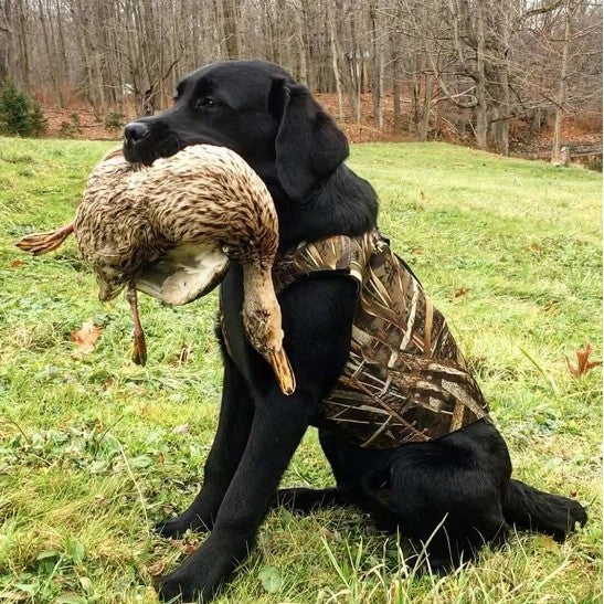 Training camouflage pet jacket
